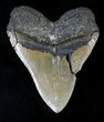 Large Megalodon Tooth - North Carolina #21647-2